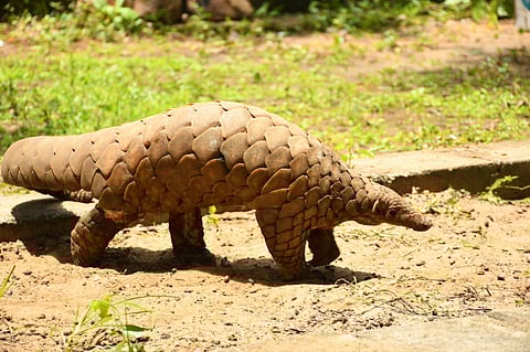 The pangolin is a critically endangered species listed under Schedule 1 in the Wildlife Protection Act.