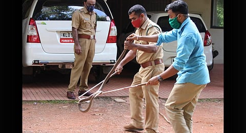 A forest department staffer providing training in snake catching. (Photo | Express)