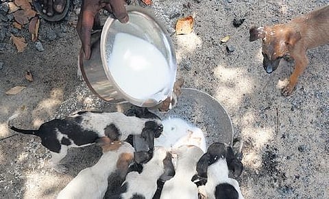 Feeding of stray dogs should be restricted to designated feeding sites built in five locations at academic, hostel and residential zones