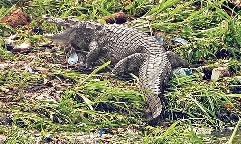 A crocodile spotted resting on the banks of Musi river near Purana Pul in the Old City area of Hyderabad on Thursday afternoon, following heavy rains