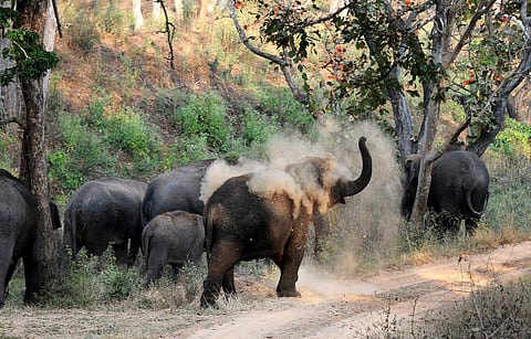 1,600 elephants in Bandipur, finds internal survey