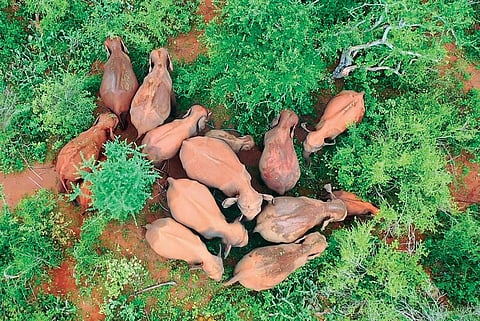 At a time when wild elephant deaths are increasing in Coimbatore forest divison, officials have released a drone shot of a herd of 22 elephants roaming in Sirumugai forest on Friday night