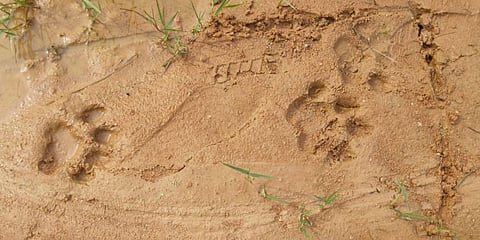 Image of pugmarks used for representational purposes only