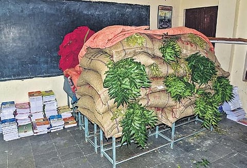 Authorities of a government school in Rangareddy district use neem leaves to protect rice from insects (Photo | Vinay Madapu, EPS)
