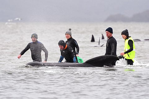 embers of a rescue crew stand with a whale on a sand bar near Strahan, Australia. (Photo | AP)