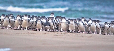Phillip Island Nature Parks