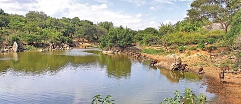 Bannerghatta Biologiocal Park management wants to prep for the summer months