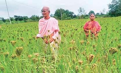 A farmer couple in their Ragi field in Paikmal block of Bargarh district. (Photo | EPS)