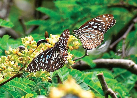 Butterflies, including the Blue Tiger, are flitting around trees in Lalbagh, attracting droves of photographers