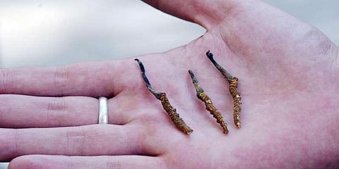 The herb is found at an altitude of 12,000 feet onwards in Pithoragarh, Bageshwar and Chamoli districts in Uttarakhand. (File photo | AFP)