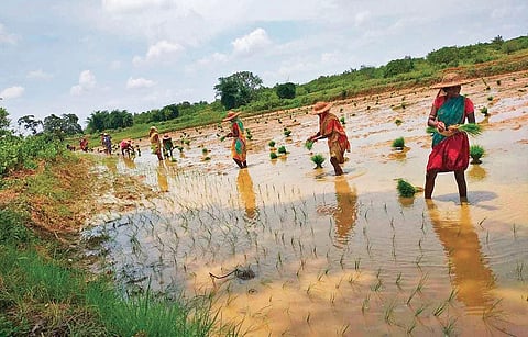 Farmers planting paddy saplings on a field in Dhenkanal district. (Photo | Express)
