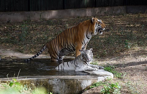 For representational purpose. (Photo | EPS, Praveen Negi)