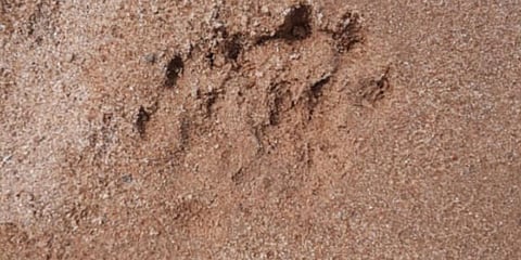 Tiger pugmarks spotted in Peddapalli district on Sunday. (Photo| EPS)