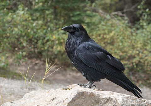 Representational image of a crow.