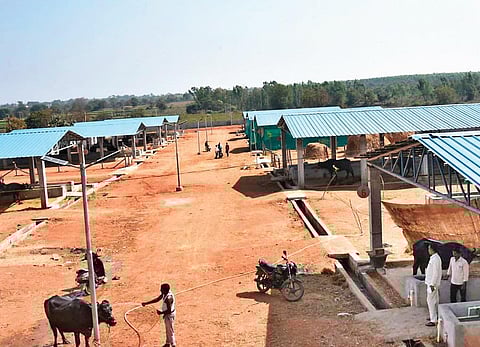 State’s first cattle hostel inaugurated by Finance Minister T Harish Rao at Ponnala village in Siddipet on Saturday. (Photo | EPS)