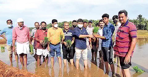 Scientists giving training to youths at a paddy field in Edappal