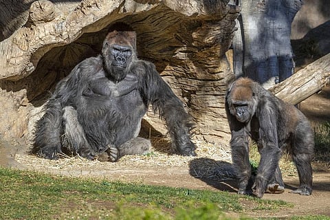 Members of the gorilla troop at the San Diego Zoo Safari Park in Escondido, Calif., are seen in their habitat on Sunday. (Photo | AP)