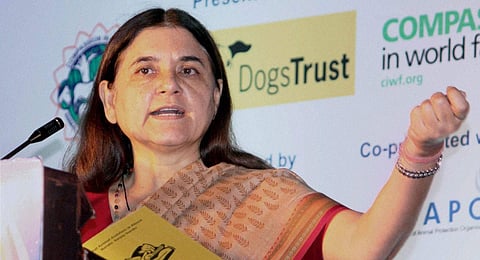 BJP MP Maneka Gandhi (File Photo | PTI)
