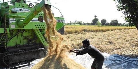A Farmer harvesting the paddy crop near a village in Tirupati. (Photo | Madhav K, EPS)