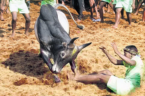 Shots of Jallikattu held at Palamedu in Madurai and Periya Suriyur in Tiruchy. (Photo | EPS)