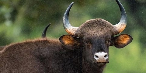 Image of wild buffalo used for representational purpose. (File Photo | EPS)
