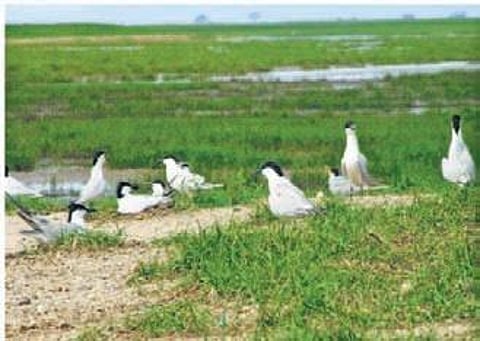 Seagrass plays a major role in oxygen production and absorption of carbon dioxide and acts as a purifier in aquatic ecology.
