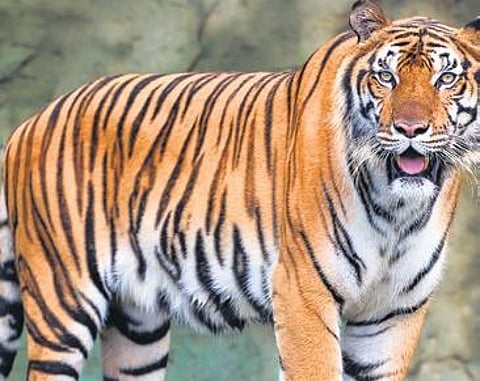 For representational purposes