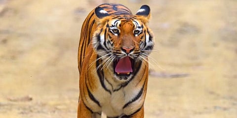 For representational purposes (Photo | EPS)