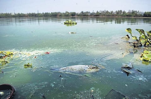 Chitlapakkam lake| Annapoornisupriya G