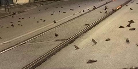 Scores of birds lie dead on the streets of Rome. (Photo| Twitter)