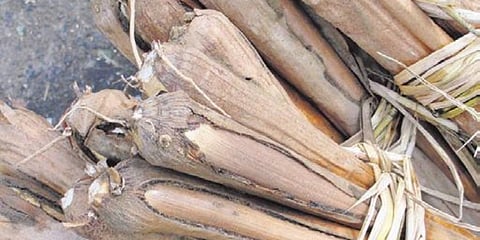 Nutrition lies in this palm produce