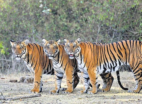 MM Hills to get tiger reserve tag soon