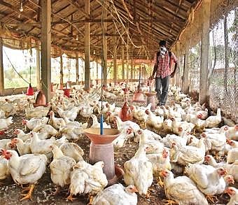 In the recent past, a few country hens had died from the Ranikhet disease virus in Peddapalli district. (Representational Photo)