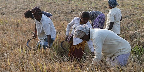 A group of farm labourers manually reaping the crops in Nagapattinam district on Friday. (Photo | EPS)