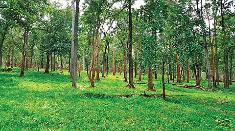 A forest area in Wayanad