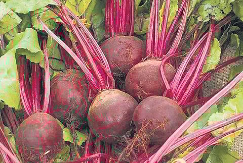 Rooting for the beet!