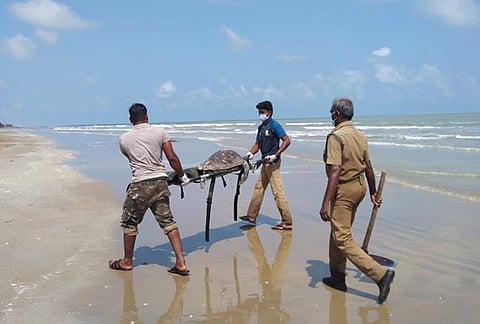 The forest department workers carrying the carcass of a dead Olive Ridley Turtle which shored up near Vedaranyam. (Photo | EPS)