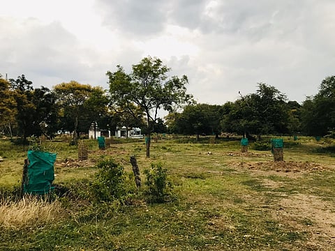 The apex court said it is granting permission for felling of trees subject to conditions imposed by the CEC. (Representational Photo | EPS)