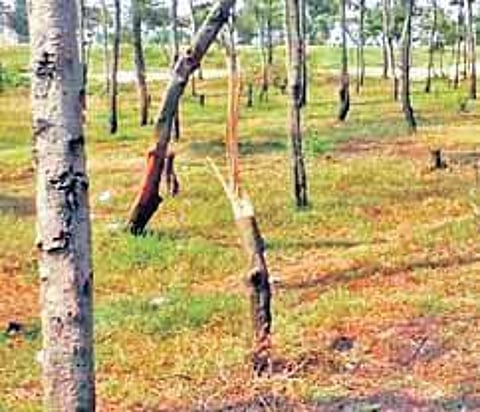 Good demand: Casuarina brings fortune for farmers
