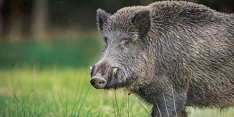 Image of wild boar used for representational purpose only