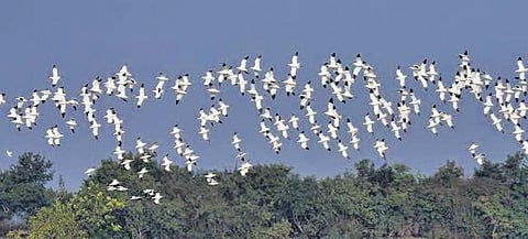Migratory birds in Bhitarkanika National Park | Express