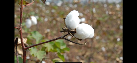 Cotton is cultivated in 1.06 lakh acres in the district during Kharif 2020 and the yield has come down due to heavy rains. ( File Photo | EPS)
