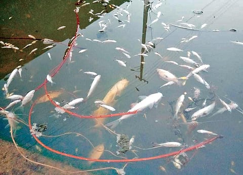 The dead fish floating around triggering concern among local residents