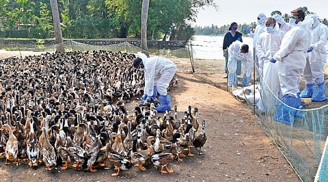 A rapid response team of the animal husbandry department prepares to cull ducks at Karuvatta near Alappuzha on Tuesday | Albin Mathew