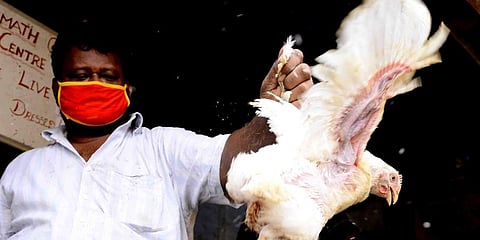 7,729 were culled in Kottayam. (Photo | Debadatta Mallick, EPS)