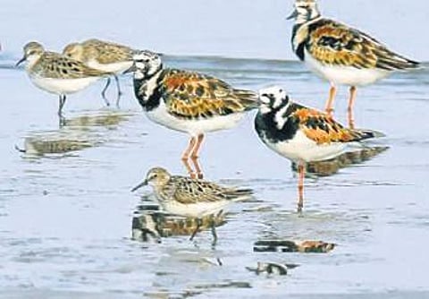 The annual bird festival offers bird watchers a chance to catch a glimpse of many migratory birds at BRT.