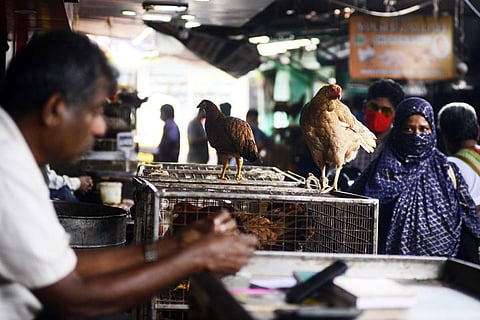 The Union Ministry of Fisheries, Animal Husbandry and Dairying said other states have been asked to keep a vigil on any unusual mortality amongst birds. (Photo | Debadatta Mallick, EPS)