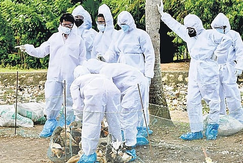 Members of the Central team examine bird flu-affected areas at Karuvatta in Alappuzha on Thursday | Express