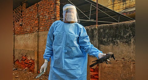 Forest department official picks up a sick crow from a roadside. (Photo | PTI)