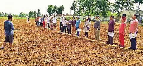 The launch of the farmlet model in July that equips farming enthusiasts with techniques to nurture their own patch of land